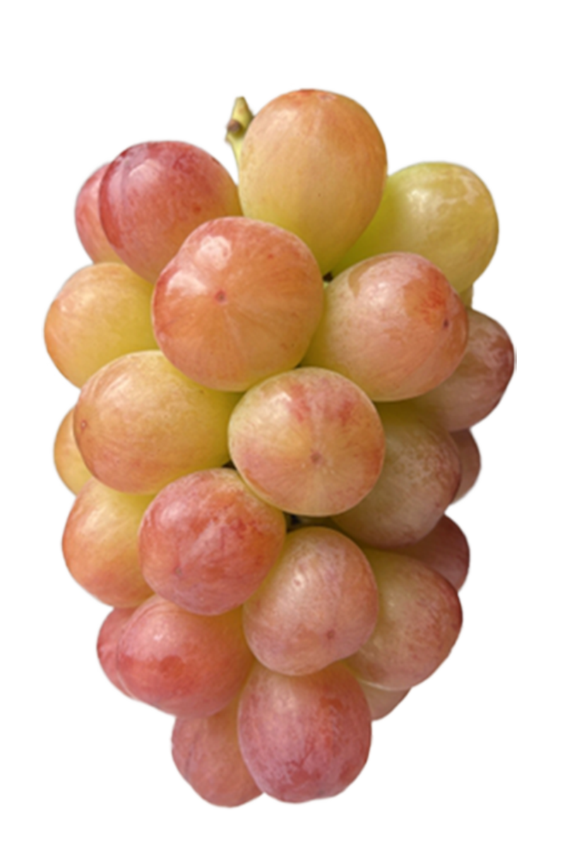 サニードルチェ